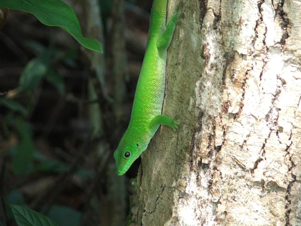 Nosy b, piccola isola del Madagascar